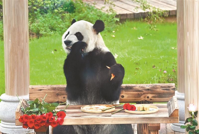 10歲啦！“加悅悅”在錫慶生