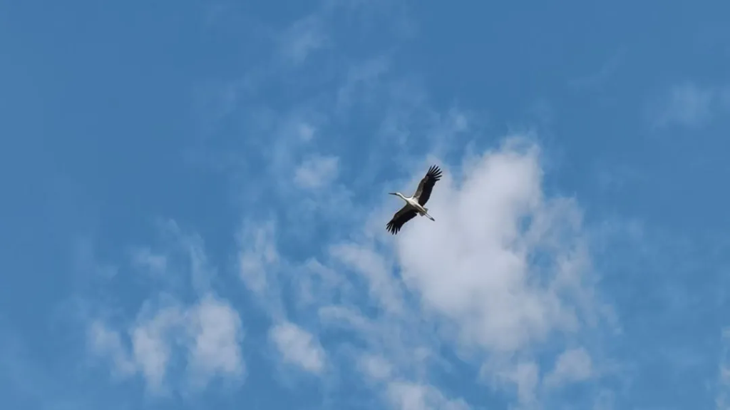 就賴這了！“趕不走”的國家一級保護動物東方白鸛！
